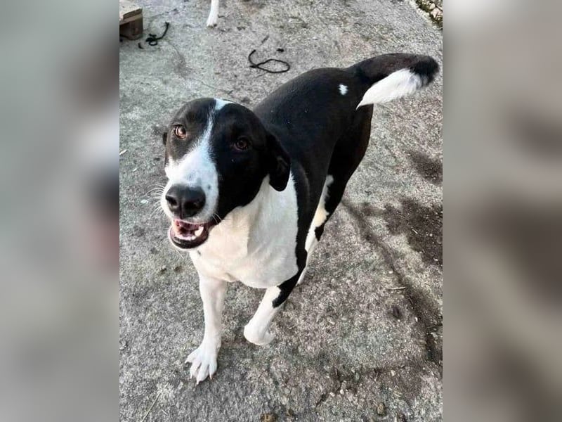 ⭐️GERDI⭐️, herzliche Hündin, 2,5 Jahre, 54 cm, Mischling, Tierschutz