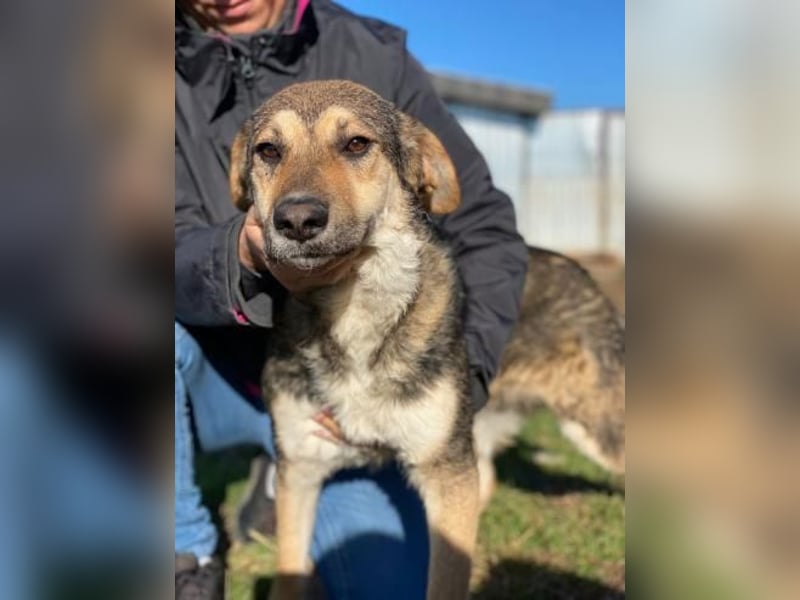 Luca Tierschutzhund sucht ein Zuhause