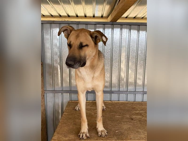 Pluto, der Hölle Tötung Vaslui entkommen