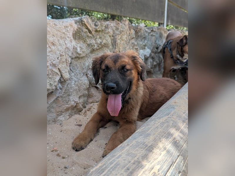 Zauberhafter Atos wartet auf unserem Tierschutzhof in Portugal!