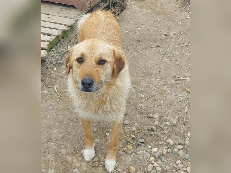 Flora Tierschutzhund sucht ein Zuhause