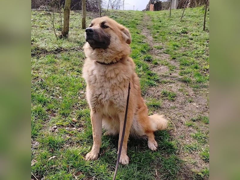 Mabo Tierschutzhund sucht ein Zuhause