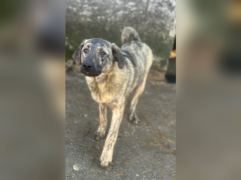 HELEN, schüchternes Notfell, 10 Monate, 53 cm, Herdenschutz-Mix, Tierschutz Rumänien