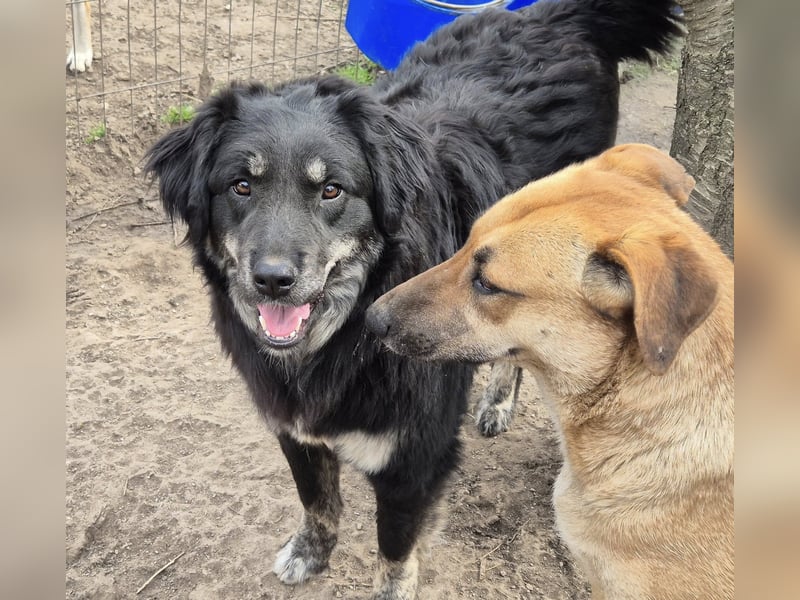 Hier komme ich! Cara!