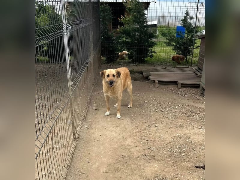Flora Tierschutzhund sucht ein Zuhause