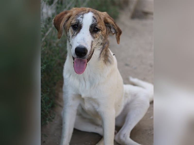 Lance, geb. ca. 02/2022, lebt in GRIECHENLAND, im städt. Tierheim Serres