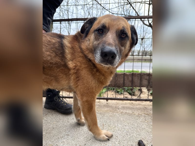 Amigó ist bereit für sein neues Leben