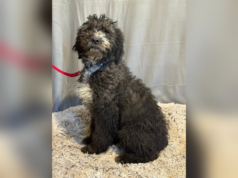 Cézi möchte so gerne dazugehören