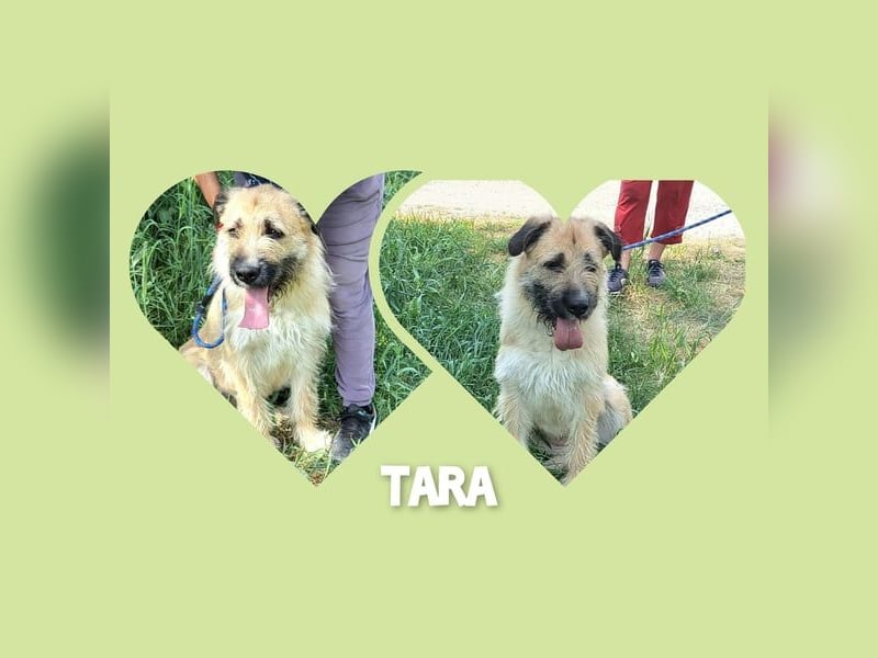 Hundemädel Tara wartet schon so lange in Rumänien im Tierheim