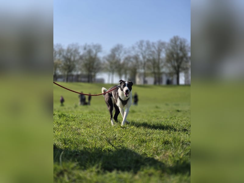 YAELA, wunderbarer Rohdiamant, 2,5 Jahre, 52 cm, Mischling, Tierschutz, Pflegestelle Köln