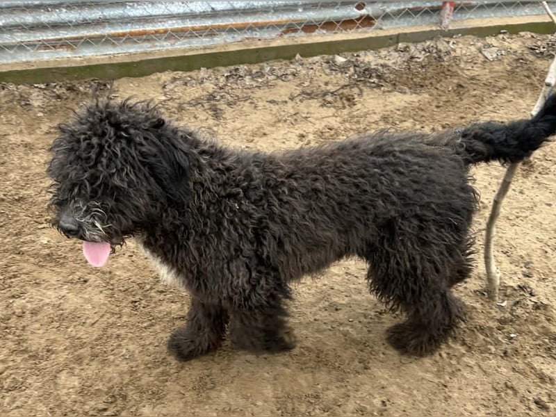 Cézi möchte so gerne dazugehören