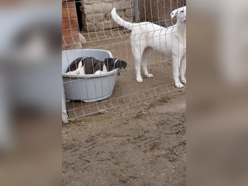 SKIZZO, lieber Rüde, 9 Monate, 53 cm, Mischling, Tierschutz Rumänien