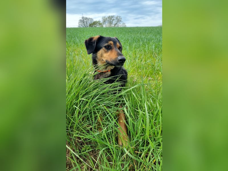 EDO, Küsschen-King, 1 Jahr, 57 cm, Mischling, Tierschutz Rumänien, Pflegestelle Hennef