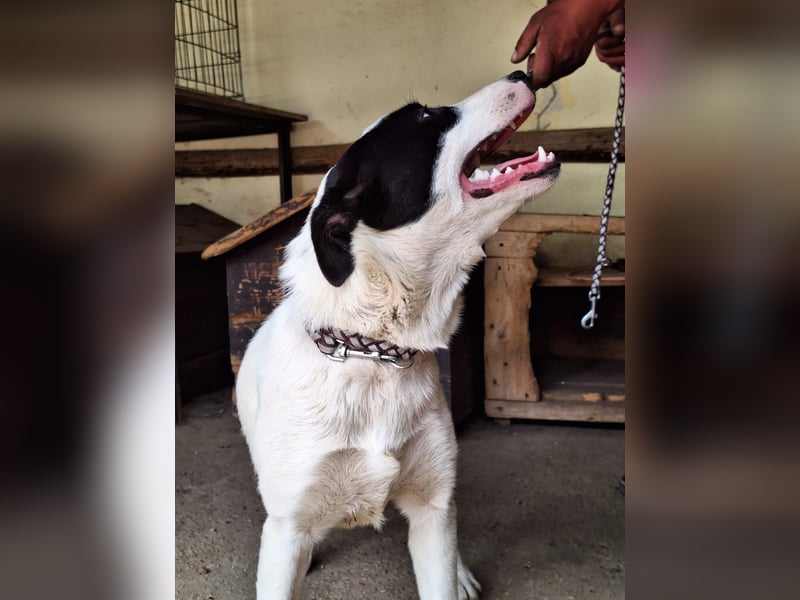 Rüde Emil stellt sich vor