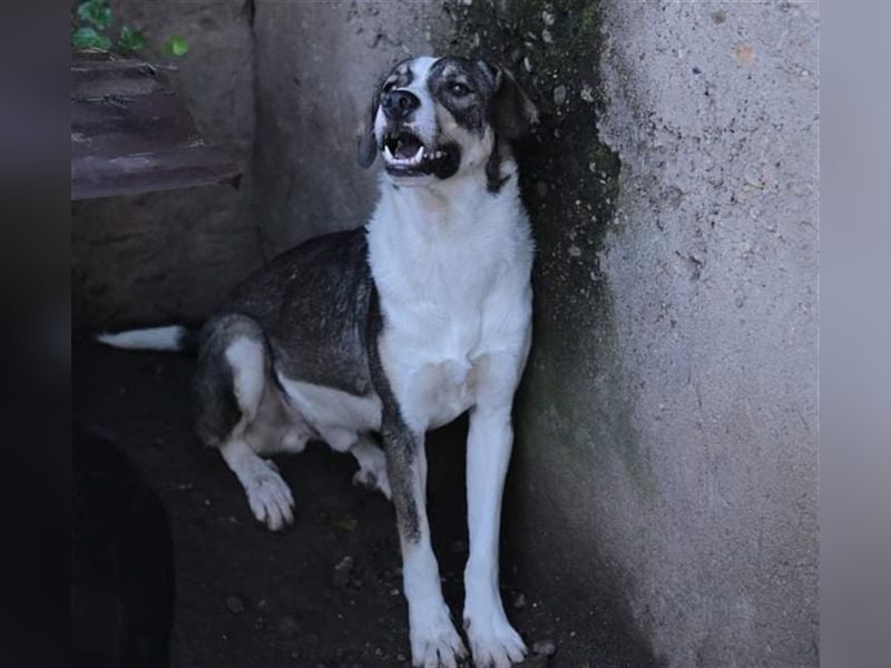 Jimmy möchte Rumänien ganz schnell verlassen