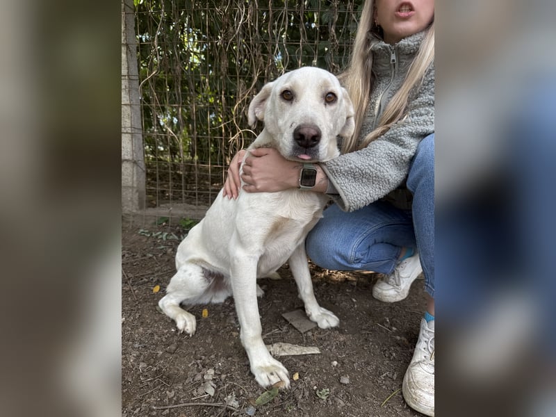 Szamóca sucht nach dir