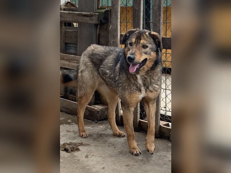 ⭐️SALIA⭐️, Hündin, 8 Jahre, 51 cm, Mischling, Tierschutz