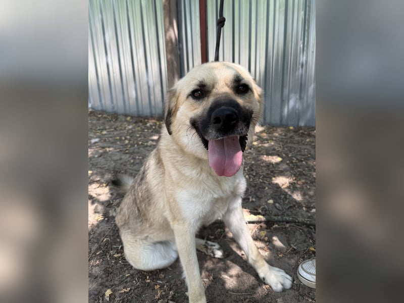 Csimo - warum wird er immer übersehen