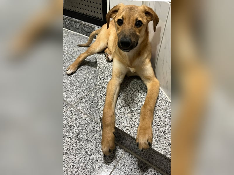 FELICY, smarter Windhund-Mix, 6 Monate, 54 cm, Tierschutz, Pflegestelle Kürten