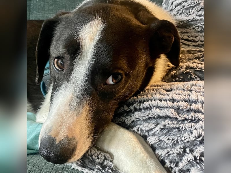 YAELA, wunderbarer Rohdiamant, 2,5 Jahre, 52 cm, Mischling, Tierschutz, Pflegestelle Köln