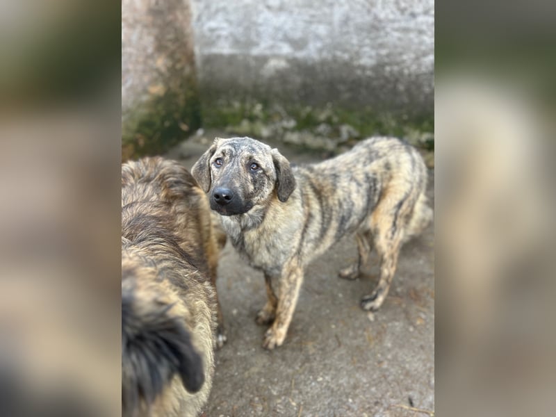 HELEN, schüchternes Notfell, 10 Monate, 53 cm, Herdenschutz-Mix, Tierschutz Rumänien