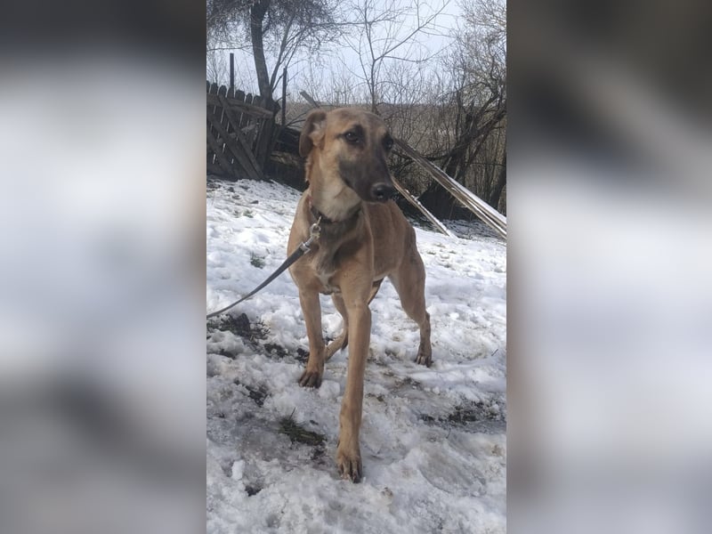 Saphira Tierschutzhund sucht ein Zuhause