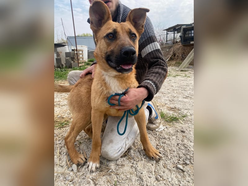 Eda sucht Abenteuer-Buddy
