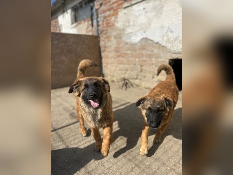 TET, aktiver Jungspund, 8 Monate, 56 cm, Mischling, Tierschutz Rumänien