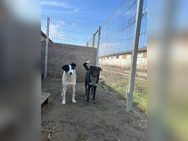 ⭐️SNOW⭐️, Herzensbrecher, Rüde, 1 Jahr, 50cm, Mischling, Tierschutz Rumänien