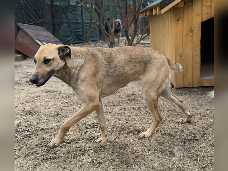 ⭐️KATHI⭐️, sportliche Hündin, 7,5 Jahre, 55 cm, Mischling, Tierschutz Rumänien