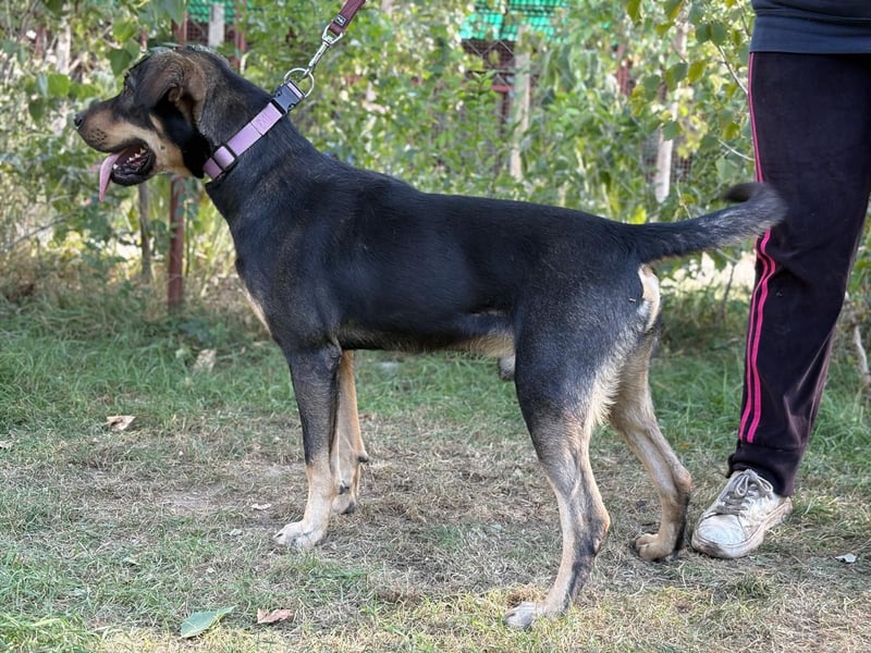 Lemmi,  hübscher Kerl sucht seine Familie