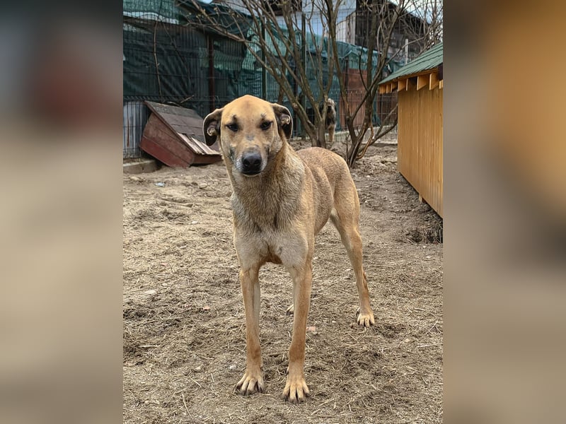 ⭐️KATHI⭐️, sportliche Hündin, 7,5 Jahre, 55 cm, Mischling, Tierschutz Rumänien