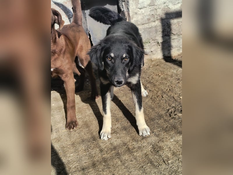 ⭐️DATA⭐️, sensible Maus, Hündin, 10 Monate, 55 cm, Mischling, Tierschutz