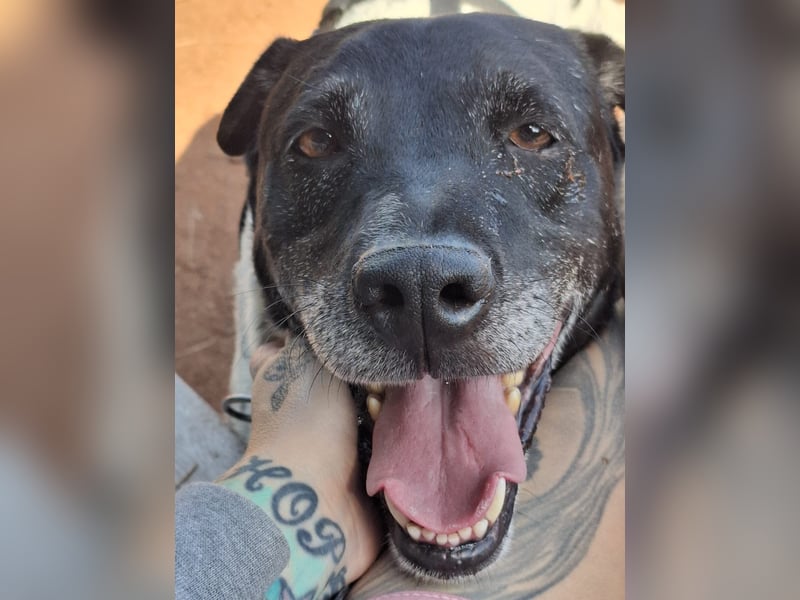 Rüde Monty auf Pflegestelle in D-Groß Gerau