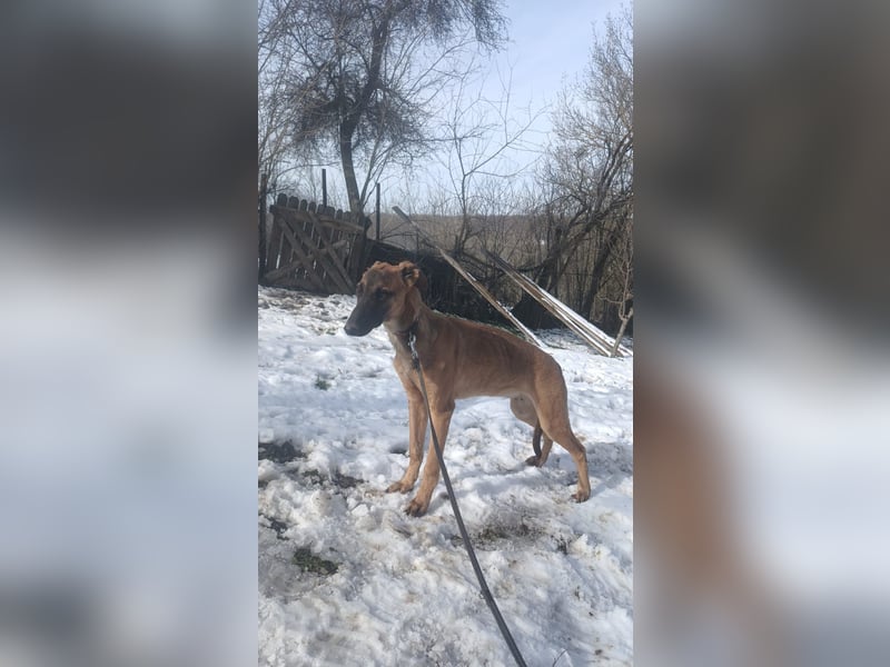 Seppl Tierschutzhund sucht ein Zuhause