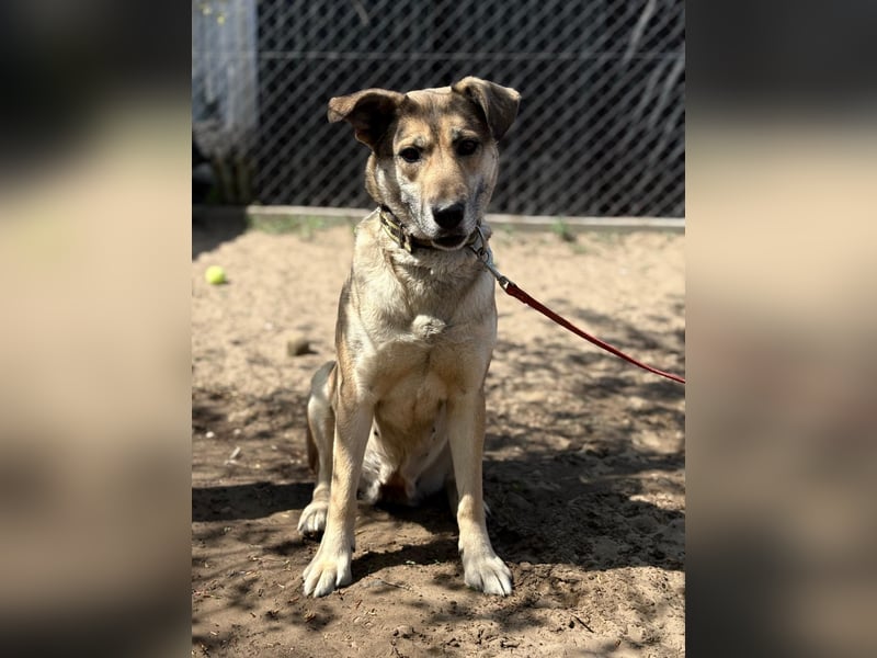 Nayeli sucht ein Zuhause mit Erfahrung