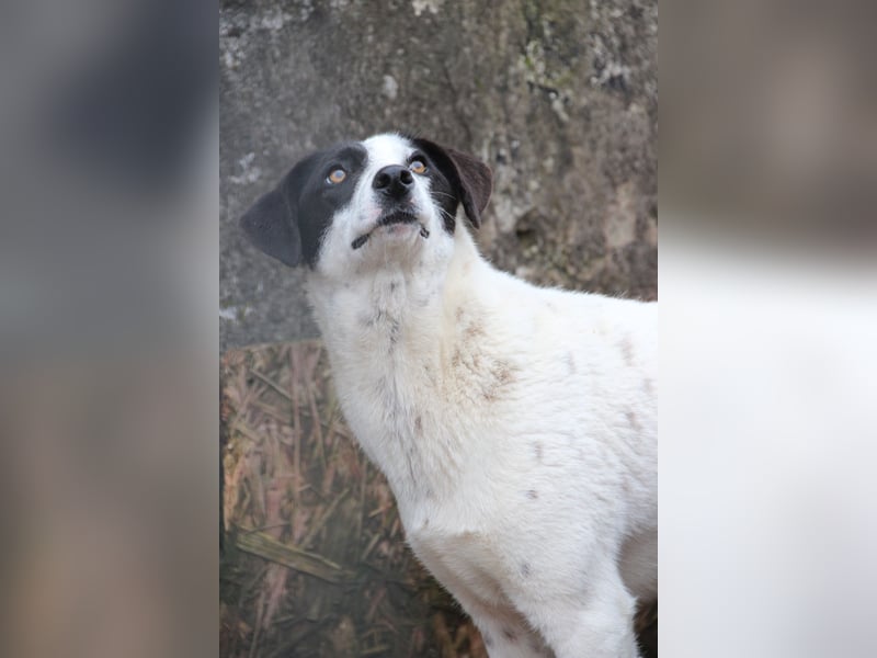 ⭐️SNOW⭐️, Herzensbrecher, Rüde, 1 Jahr, 50cm, Mischling, Tierschutz Rumänien