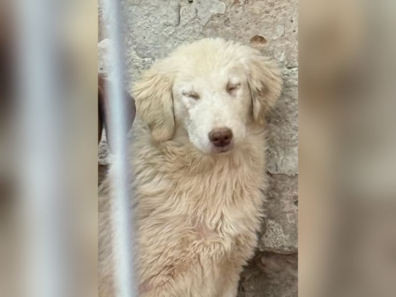 ⭐️DEXI⭐️, neugieriges Fellkind, Hündin, 10 Monate, ca. 55cm, Mischling, Tierschutz