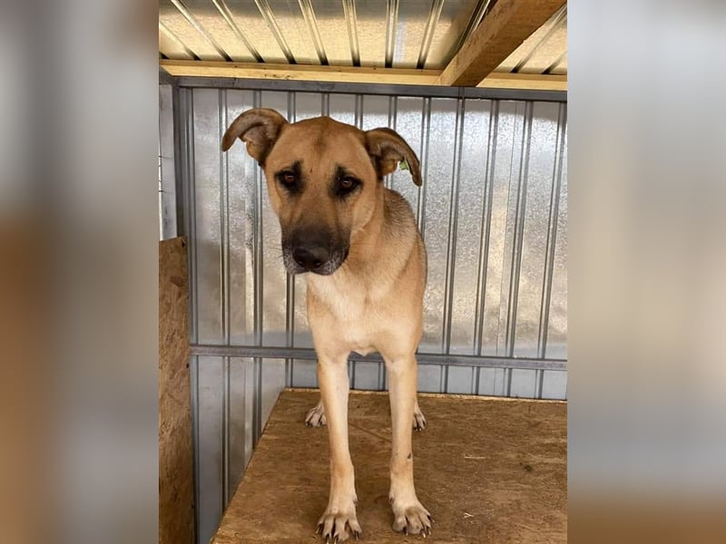 Pluto, der Hölle Tötung Vaslui entkommen