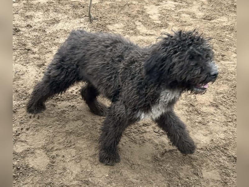 Cézi möchte so gerne dazugehören