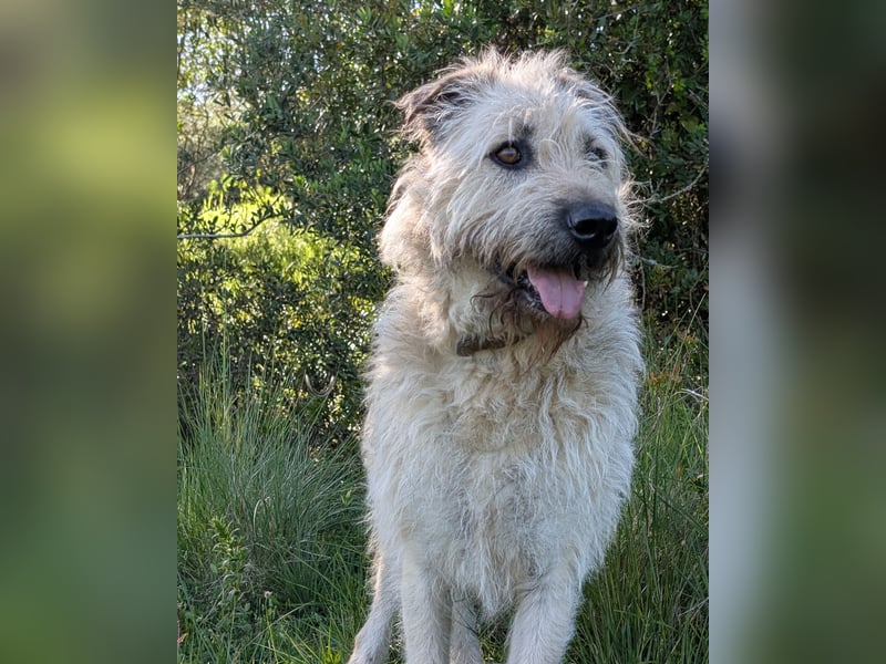 Aufgeschlossener Wooly wartet auf sein Happy End in Portugal!