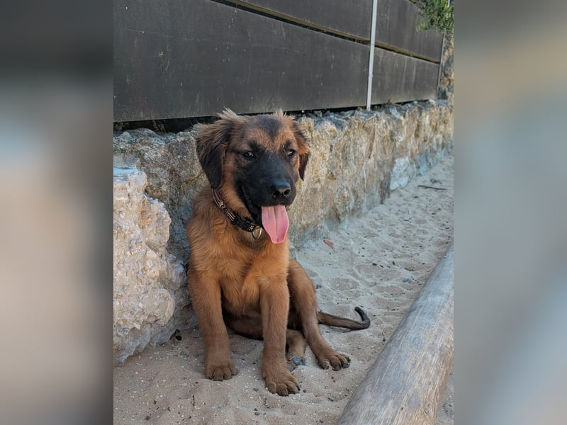 Zauberhafter Atos wartet auf unserem Tierschutzhof in Portugal!