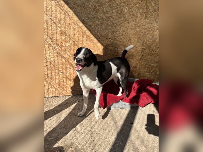 YAELA, wunderbarer Rohdiamant, 2,5 Jahre, 52 cm, Mischling, Tierschutz, Pflegestelle Bonn