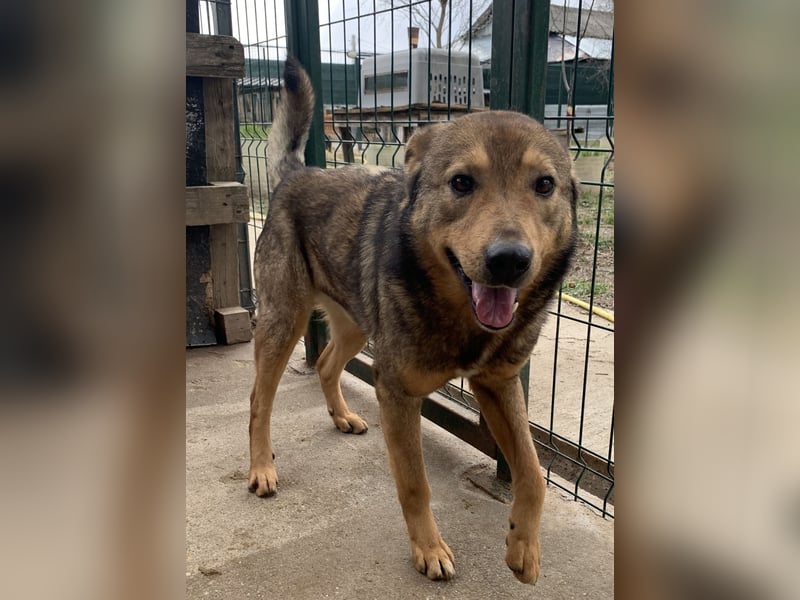 ⭐️SASHA⭐️ schüchterner Herzensbrecher, Rüde, 8 Jahre, 51 cm, Mischling, Tierschutz