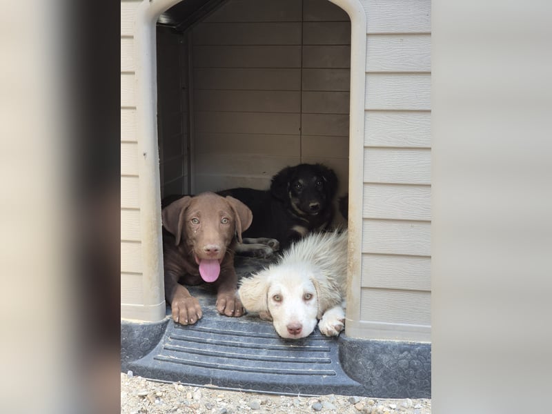 ⭐️DEXI⭐️, neugieriges Fellkind, Hündin, 10 Monate, ca. 55cm, Mischling, Tierschutz