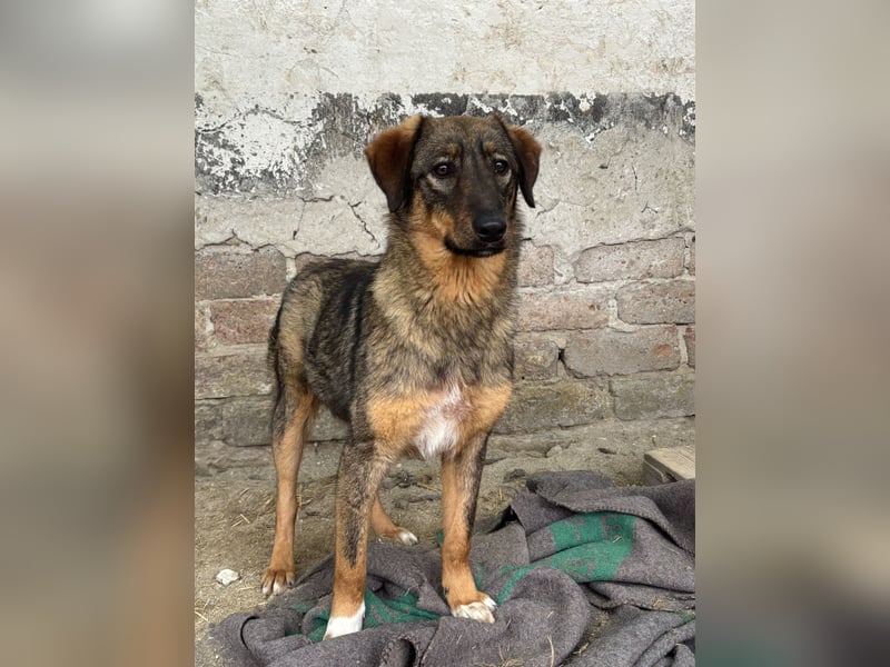 ⭐️AMY⭐️, unkomplizierte Hündin, 2 Jahre, 59 cm, Mischling, Tierschutz Rumänien