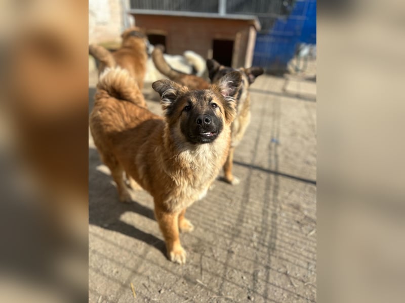 ⭐️TJUNA⭐️, Malinois-Mischling, Hündin, 9 Monate, 51 cm, Mischling, Tierschutz Rumänien