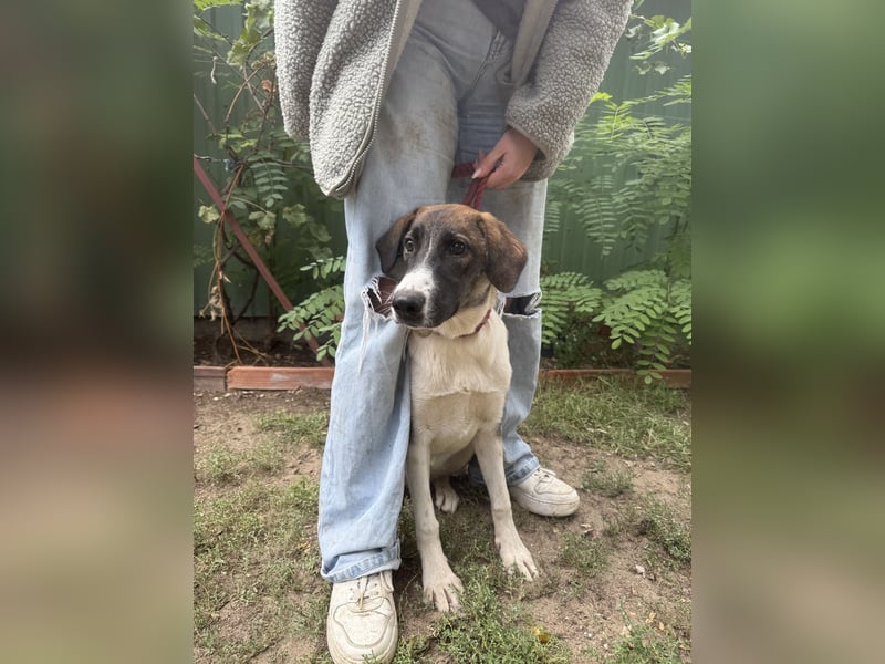 Hézöl sucht ihre Menschen!