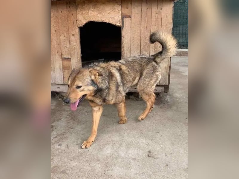 ⭐️SASHA⭐️ scheuer Herzensbrecher, Rüde, 8 Jahre, 51 cm, Mischling, Tierschutz