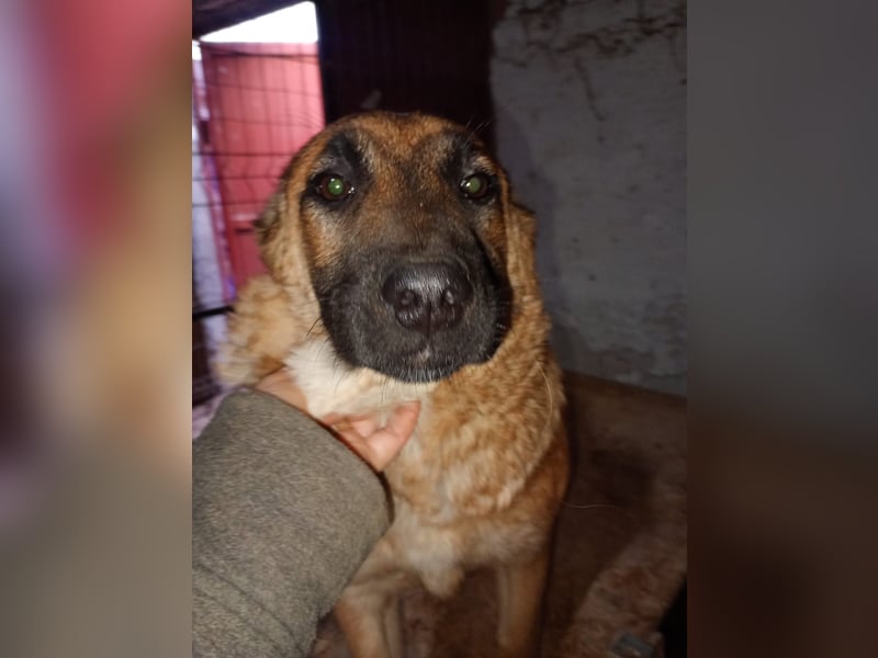 ⭐️TINNI⭐️, Malinois-Mix, Hündin, 9 Monate, 53 cm, Mischling, Tierschutz Rumänien